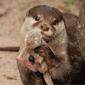 Meet your Posher, Delilah